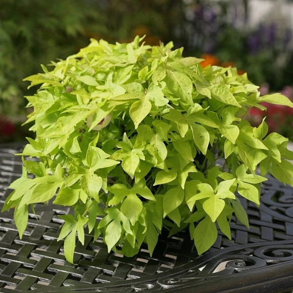 Ipomoea batatas 'Bright Ideas Lime' – wilec ziemniaczany
